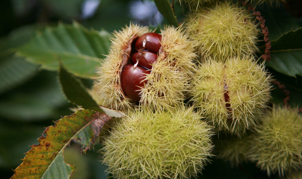 Tutti i benefici delle castagne