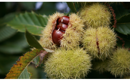 Tutti i benefici delle castagne