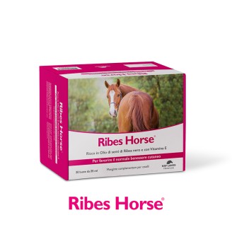 Ribes Horse 30bust