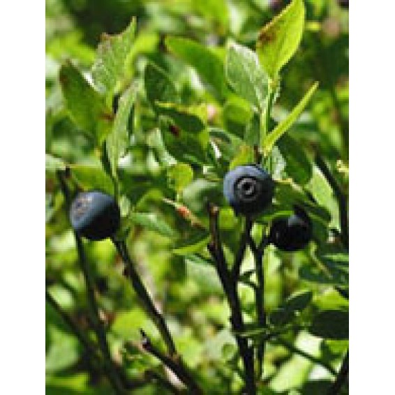 MSA VACCINIUM MYRTIL 50ML MSA VACCINIUM MYRTIL 50ML