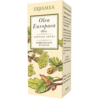 OLEA EUROPEA OLIVO 50ML